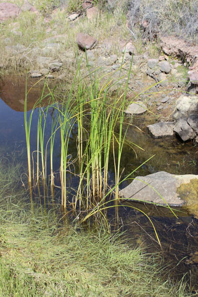  Typha domingensis